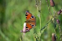 Tagpfauenauge - Schmetterling