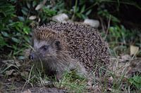 Igel im Garten