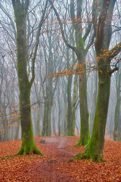Herbst Winter Speulderbos von Ad Jekel
