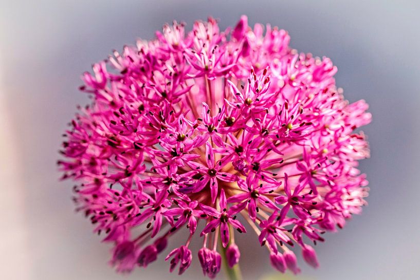 Allium by Rob Boon