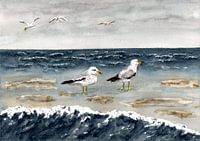 Les mouettes au bord de la mer