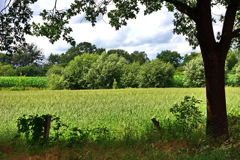 Bäume 3 von Edgar Schermaul