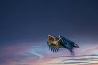 Aigle à queue blanche, oiseau de proie, dans le ciel bleu au-dessus de moi