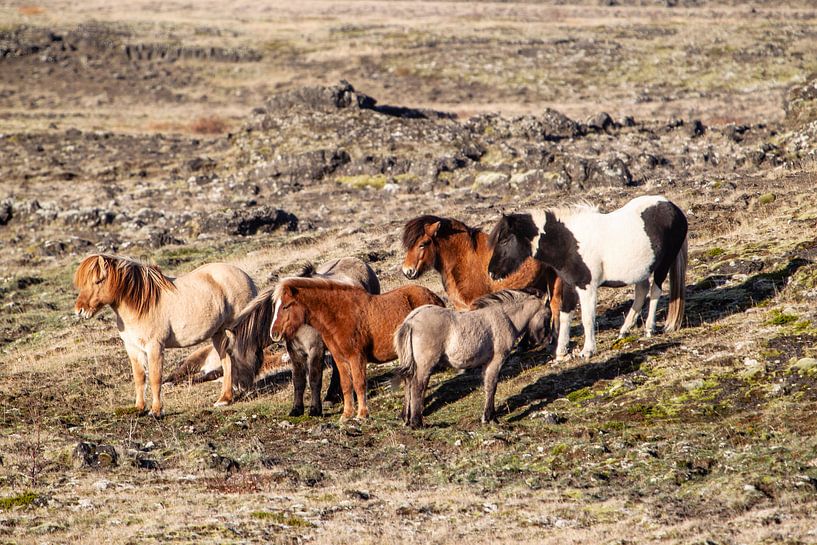 Island von Eric van Nieuwland