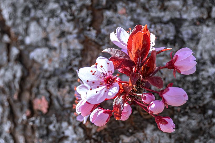 Fleurs de printemps sur un tronc d'arbre par Photoart-Naegele