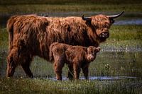 Schottische Highlander in Lentevreugd