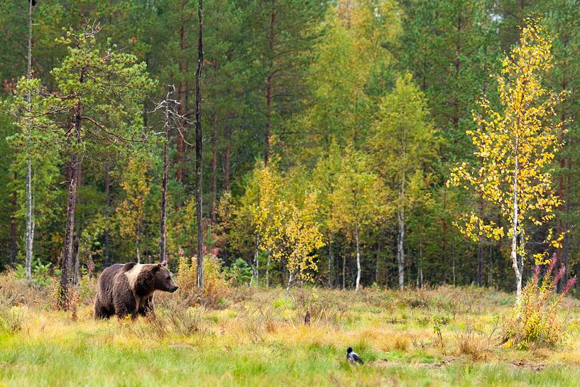 Ours brun dans une forêt en Finlande par Caroline Piek