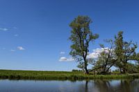 Enge Luft im Biesbosch