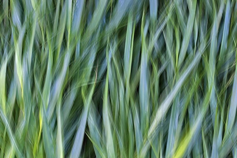 Urban - Botanicals by arte factum berlin