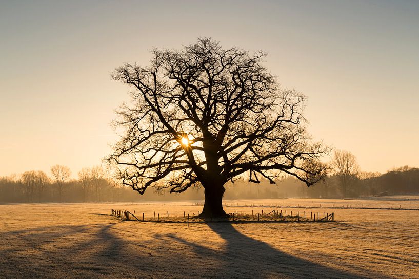 Lever de soleil sur le chêne géant de la région d'Achterhoek par Bart Harmsen