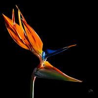 Strelitzia
