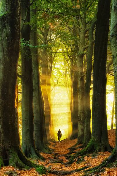 Wandel in het Licht par Lars van de Goor