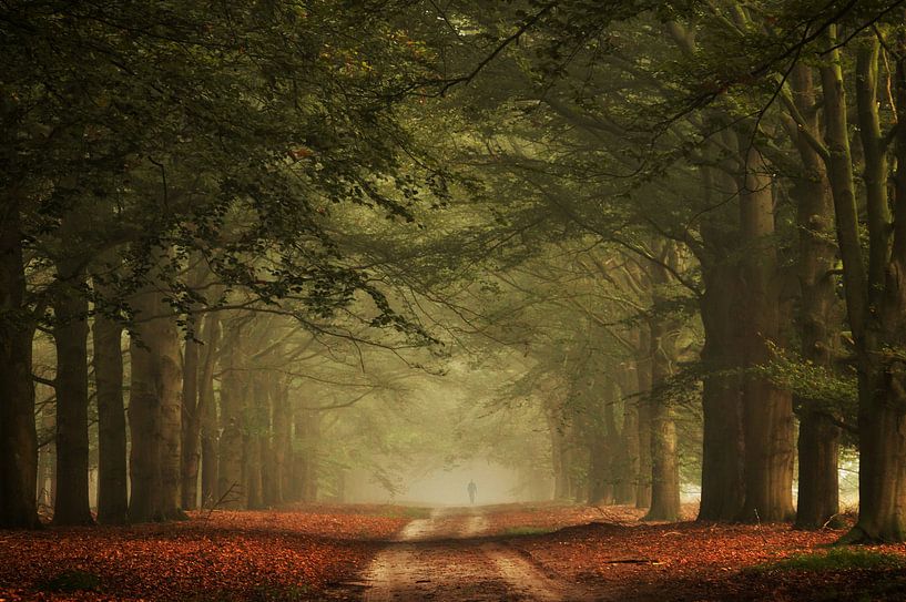 Marche brumeuse par Martin Podt