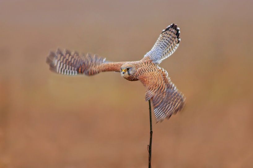 ein weiblicher Turm Falke (Falco tinnunculus) im Flug beim Start von einer Sonnenblume von Mario Plechaty Photography