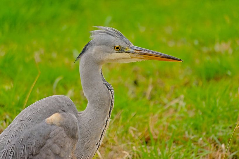 Nahaufnahme eines jungen Graureihers von Kristof Lauwers