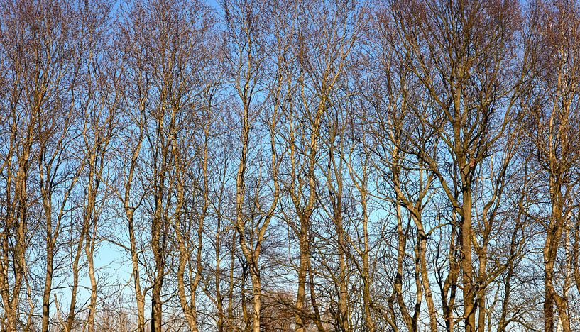 Waldpanorama von Thomas Jäger