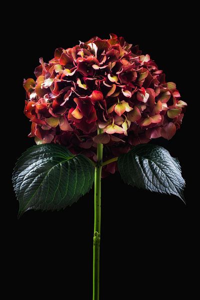 Hortensie in Herbstblüte von Klaartje Majoor