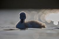 Donzy.nl - Junger Schwan vor einem dunklen Hintergrund.