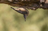 Eurasian Nuthatch