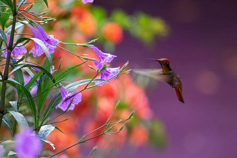 Ruby topaz hummingbird by gea strucks