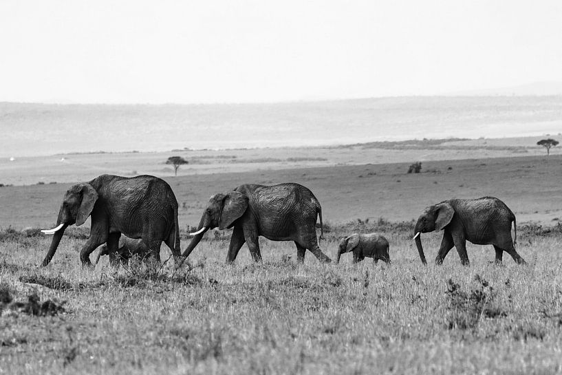 Troupeau d'éléphants par Walljar