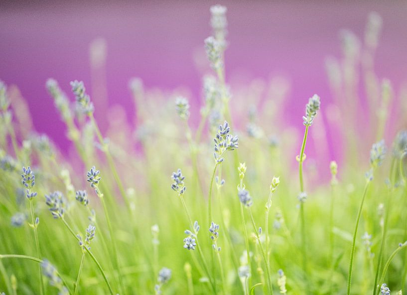 high key flowers by Jovas Fotografie