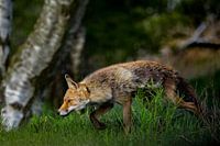Schleichender Fuchs im Gras