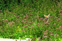 Nieuwsgierige ree in zee van kleur