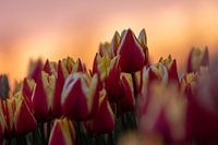 Tulpen bei Sonnenuntergang