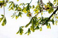 Jeunes feuilles de branches d'un vert vif et brillant contre la lumière du soleil au printemps.