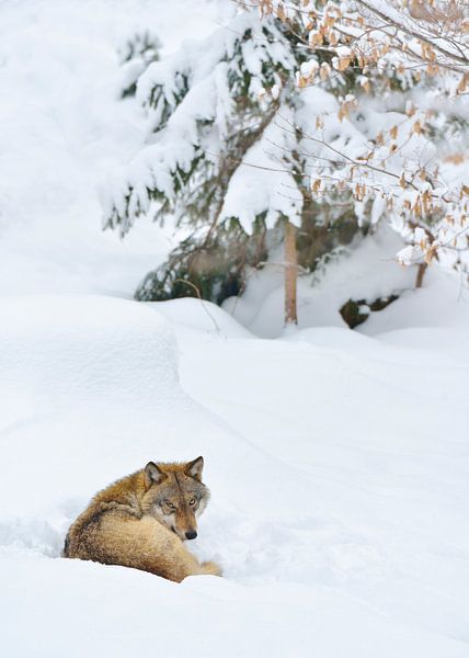 Wolf von Loulou Beavers