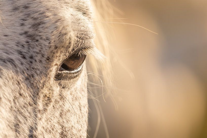 Ich sehe dich (IV) (Farbe) von Kris Hermans