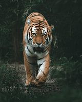 Tiger im Jungle