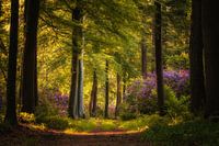 Blühende Rhododendren im Märchenwald