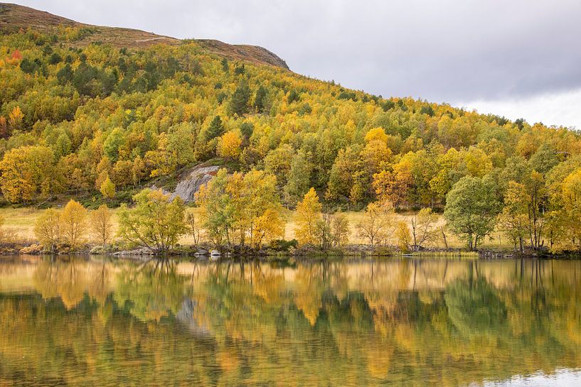 Reflexion im Wasser von Birken von Barbara Brolsma