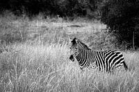 Africa: Grassland Zebra 