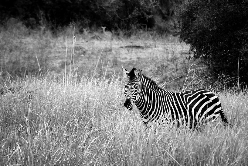 Africa: Grassland Zebra  by Jonathan Rusch