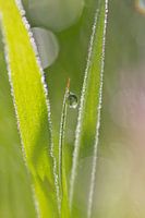 Druppel In Het Groene Gras