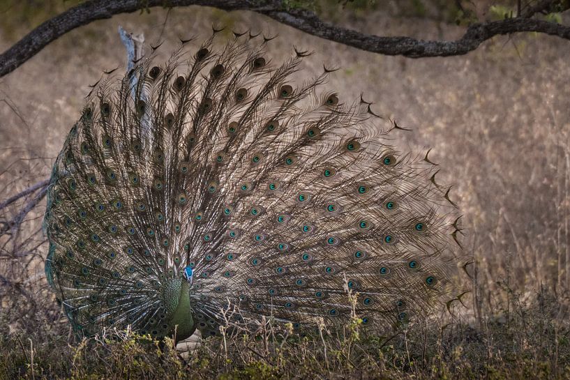 Le paon vert montre ses plumes pendant la saison des amours par Anges van der Logt