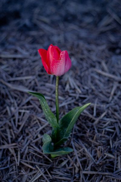 tulipe par Sebastian Stef