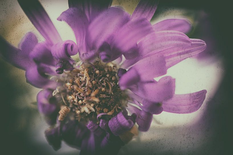 Purple blossom by Petra Dreiling-Schewe