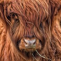 Schottischer Highlander.