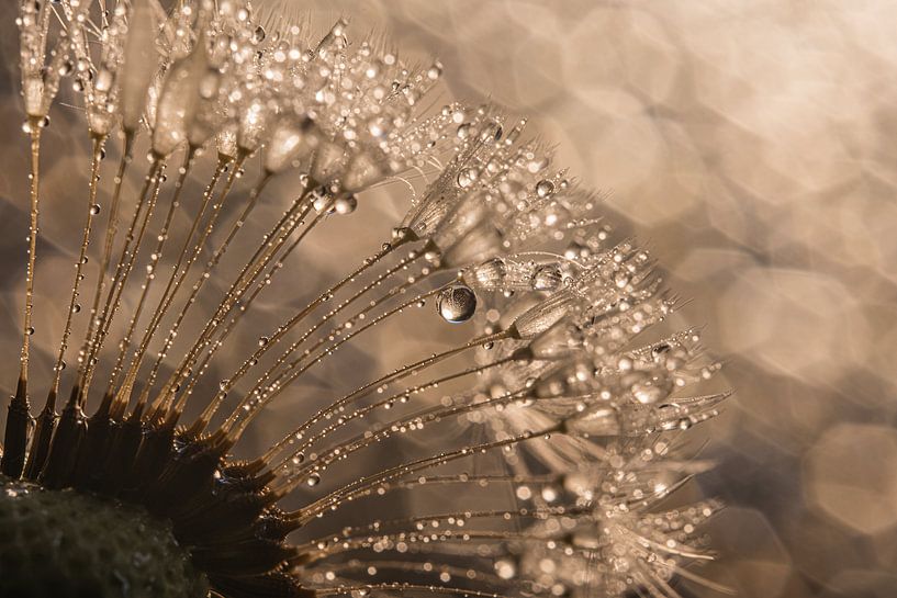 Eine Pusteblume mit dem Glitzern des Lichts in den Wassertröpfchen von Marjolijn van den Berg
