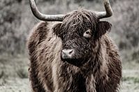 Schottischer Hochlandbewohner in den Dünen von Nordholland