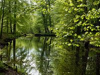 Meditation in a forest....