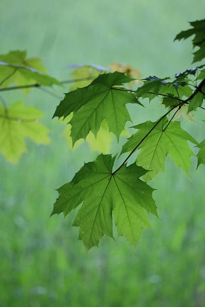 Fresh green leaves in the forest by Saskia Nuijten