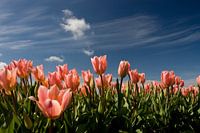 Pink Tulips