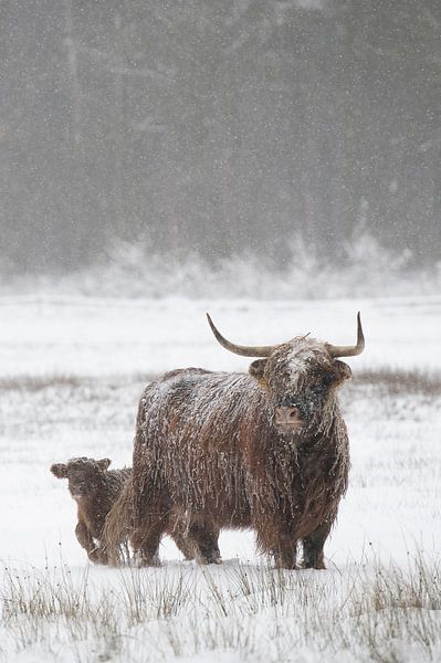 Sicher bei Mutti von Laura Vink