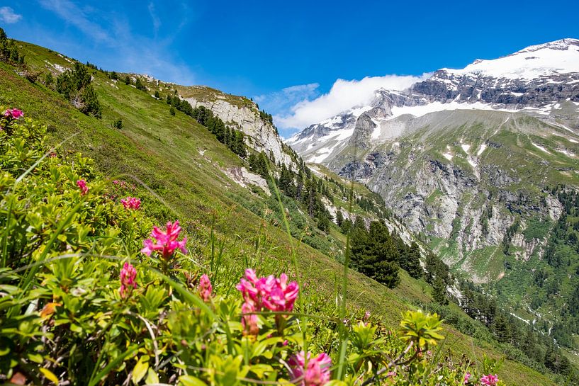 Alpenrosen in der Bergwelt der Alpen von Holger W. Spieker
