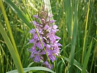 gevlekte riet orchus